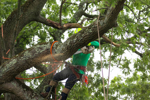 Best Hazardous Tree Removal  in Mountlake Terrace, WA